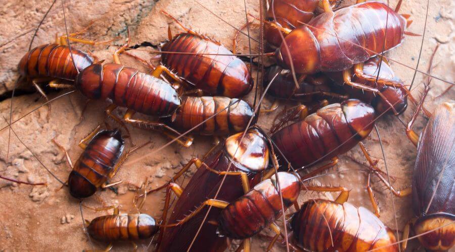 Professional pest control services in Concord